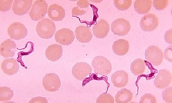 Trypanosoma brucei complex